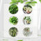 50 Pcs Efeutute Hängend Samen - Pflanzen Deko, Winterharte Pflanzen Für Den Garten, Epipremnum Aureum, Winterharte Kübelpflanzen, Exotische Pflanzen Winterhart Luftreinigende Zimmerpflanzen
