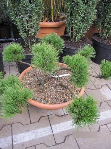 Pinus mugo pumilio Typ Tirol Bonsai - Zwerg-Bergkiefer Typ Tirol
