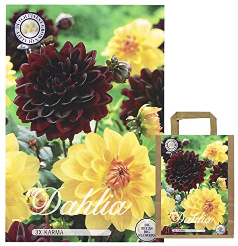 Sommerblumen Dahlien Knollen Blumenzwiebeln Mix Dahlia Bunte Auswahl im Mix für Sommer Blume Knolle Blumezwiebel Set Bunte Blüten mehrjährig (3 x Dahlien Karma)