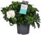 Plant in a Box - Gardenia Jasminoides - Jazmín del Cabo Planta de interior - Maceta 13cm - Altura 20-30cm