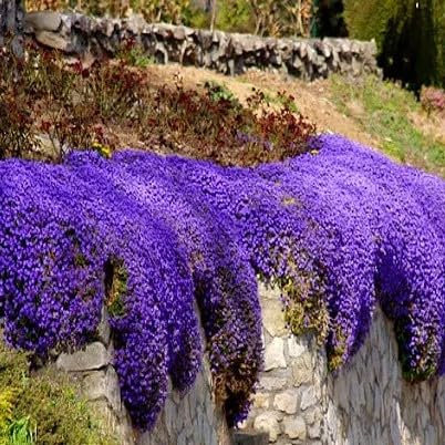 Rock cress Cascade Blue 300 Seeds + Plant tag + Freebie - Rockery - Aubrieta cultorum hybrida