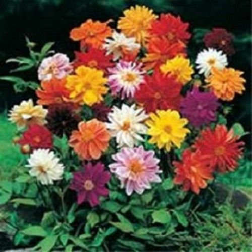 Seeds 50 Seeds of Dahlia Unwin Bedding Flower Mix
