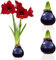 Amaryllis in Wachs Purple - 2 Wachsamaryllis Blumenzwiebeln - Wax Amaryllis Zwiebel in Großformat 28/30 - Exklusive Mischung von echte Pflanzen aus Holland - Hippeastrum (keine Samen, nicht künstlich)