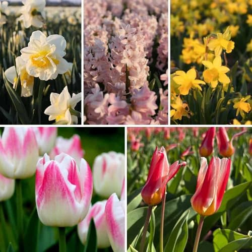 Blumenzwiebelmischung Spring Breeze Mix - 100 Blumenzwiebeln - Tulpen, Narzissen, Hyazinthen - Weiß, Rosa, Gelb Mix - duftend, großblumig, frühlingsblühend, winterhart - direkt vom Züchter -