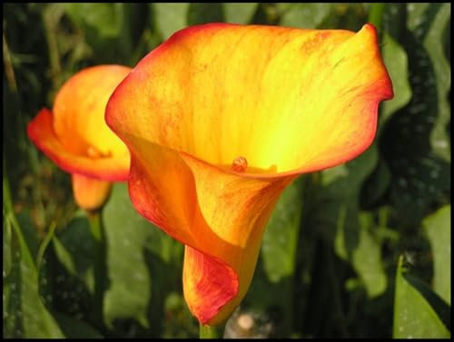 Winterhartes pflanzen, Calla Lilie Zwiebeln, Mysteriös, Winterhart zwiebeln, Calla-Lilien-Birne, Calla Pflanze Zwiebeln Winterharts MehrjäHrig-10 Zwiebeln-H