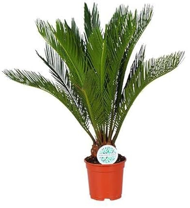 Cycas Revoluta, diamètre : 17 cm, 70 cm