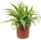 Spider Plant Chlorophytum comosum - White/Green Varieg in 12 cm Pot 30 cm Tall