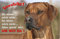 Nanyuk +++ Rhodesian Ridgeback - Metall Warnschild Schild Hundeschild Sign - RRB 35 T2