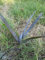 seedsown 20 Samen Bismark Palm Bismarckia Nobilis Sehr Silver Palms !!