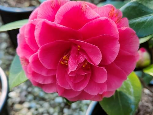 Camelia giapponese “Camellia Japonica”, 3 piante in vaso ø 9 cm, Camelia pianta vera rossa rosa corallo e fucsia, Vivaio di Castelletto
