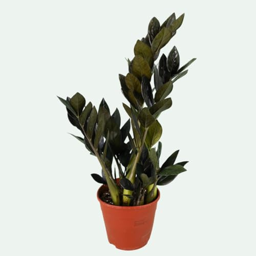 Zamioculcas zamiifolia ‘Raven’ – schwarze Glücksfeder – pflegeleichte Zimmerpflanze im Topf Ø 14 cm, ca. 35–60 cm hoch – sukkulent, robust & zuverlässig