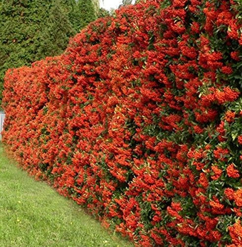 10 Stk. Feuerdornhecke im Topf/Container Farbe rot, Größe 60 bis 80 cm