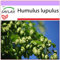 SAFLAX - Heilpflanzen - Echter Hopfen - 50 Samen - Humulus lupulus