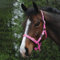Saxon Halfter Economy Pink Pony