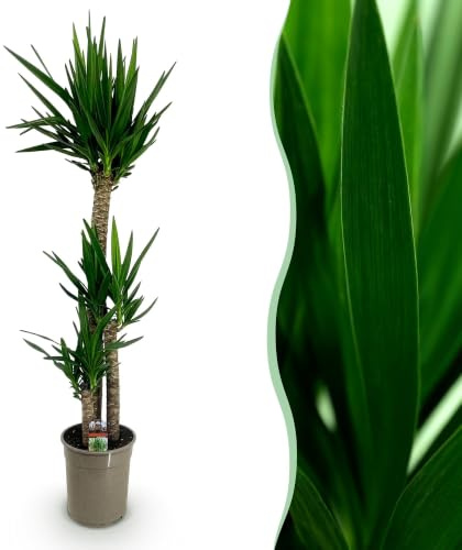 Green boutiQ - Plante d'intérieur - Yucca elephantipes - Yucca - Peu d'entretien - Vert - 1 - Pot 27cm - Hauteur 170cm