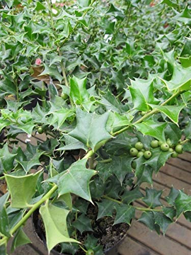 Ilex cornuta - Chinesische Stechpalme -