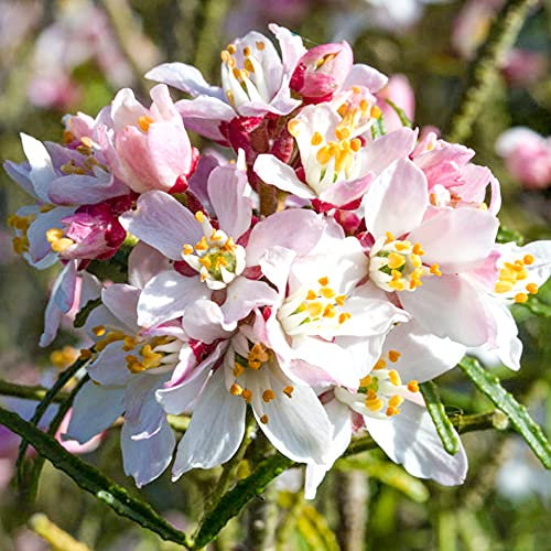Choisya ternata Apple Blossom - Evergreen Flowering Garden Shrub (15-30cm Incl. Pot)