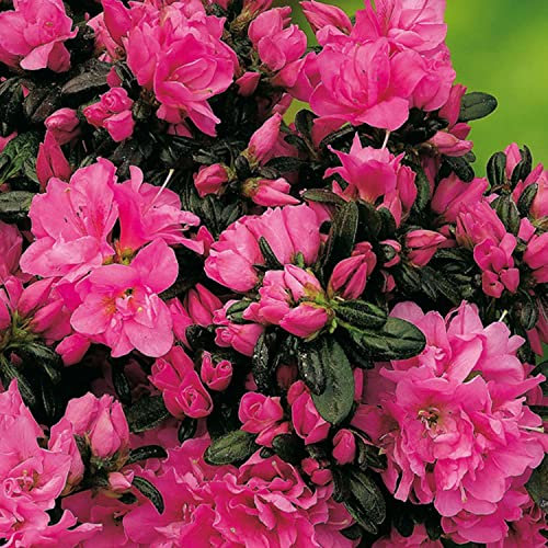 Japanische Azalee 'Melina'