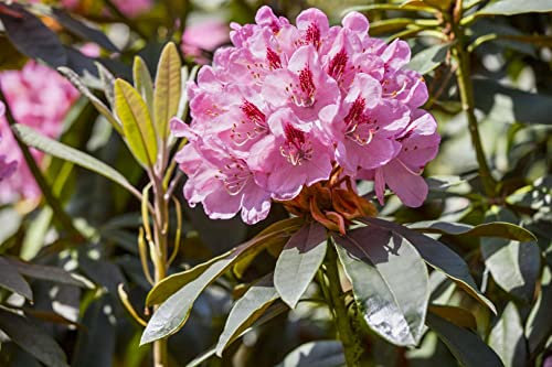 Rhododendron Hybr. 'Lady Annet.de Trafford' 80-90 cm - Rhododendron, rosa Blüten, Blütezeit Mai-Juni, ideal für Halbschatten, immergrün, winterhart