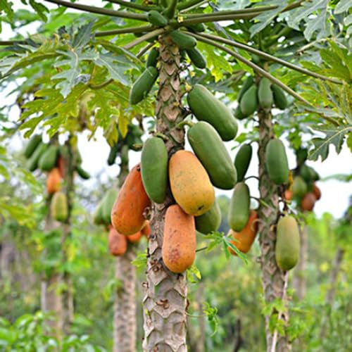 10 pcs indianerbanane samen obstbäume kaufen paw paw baum samen Garten geschenke pflanzen samen stauden winterharte stauden obstbaum bio saatgut samen anzucht samen säulenobstbäume