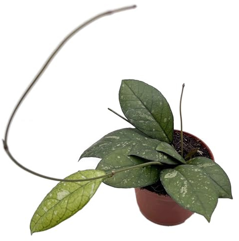 Fangblatt - Hoya crassipetiolata - seltene Porzellanblume/Wachsblume - pflegeleichte Zimmerpflanze für Ihr Zuhause