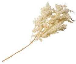 Branche de mini plumeaux naturels 50 cm