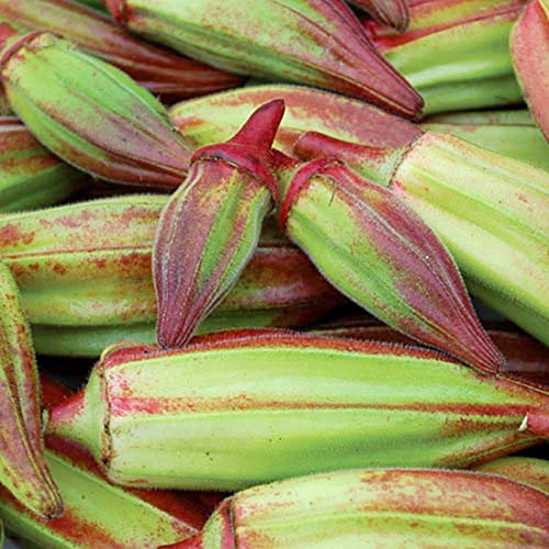 Okra Hill Country Red - 25 Samen
