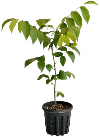 Árbol Nogal Natural Furtal para el Jardín o la Terrraza