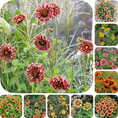 500 piezas Semillas de Gaillardia, Gaillardia Pulchella, semillas de plantas semillas de pradera Flores de escarapela Gaillardia, planta de semillas de bonsái semillas de prado de