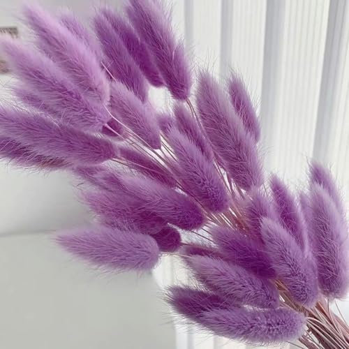 YLREAN 100 Stück Hasenschwänze, Gras, getrocknete Blumen, Blumenstrauß, Boho-Heimdekoration, natürlicher Lagurus Ovatus, Blumendekoration für Hochzeiten, lila, 100 Stück
