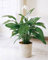 SpathiphyllumLirio de paz 50 Semillas - Mejor cubierta de purificación de aire Planta de interior para Oficina y Hogar