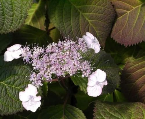 Tellerhortensie var yezoensis - Schirmhortensie - Hydrangea serrata var. yezoensis