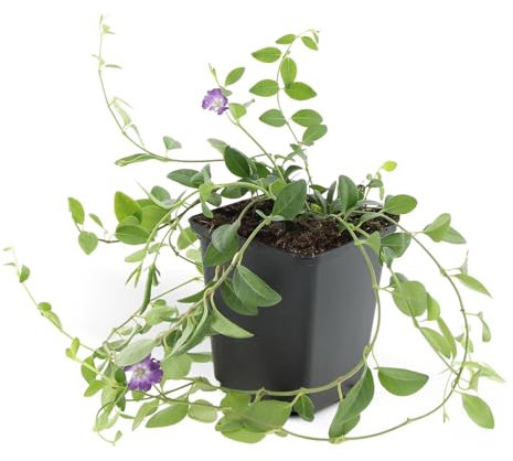 Bodendecker - Kleines Immergrün - Vinca minor 'Atropurpurea' - 9cm Topf - Set mit 12 Pflanzen