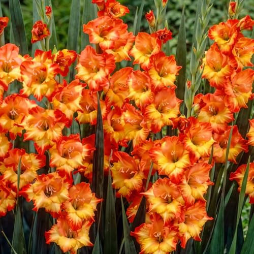 Gladiolen Zwiebeln - Princes Margaret Rose - 20 Blumenzwiebeln - Für Garten und Töpfe - Echte Blumen und Pflanzen aus Holland (kein Samen, nicht künstlich)