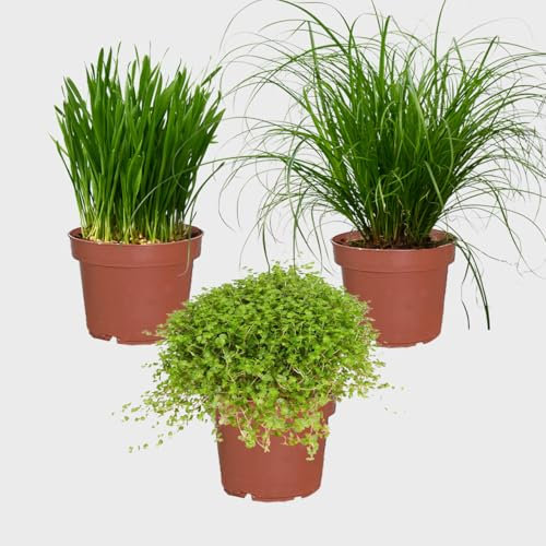 Katzengras 3er Box PetLove – Weizengras & Cyperus zumula – frisch aus der Gärtnerei – Zimmer- & Balkonpflanze 15–25 cm – bio, ungiftig, pflegeleicht