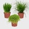 Katzengras 3er Box PetLove – Weizengras & Cyperus zumula – frisch aus der Gärtnerei – Zimmer- & Balkonpflanze 15–25 cm – bio, ungiftig, pflegeleicht
