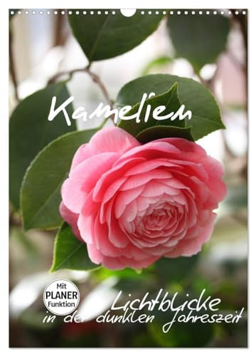Kamelien Lichtblicke in der dunklen Jahreszeit (Wandkalender 2026 DIN A3 hoch), CALVENDO Monatskalender: Die Blütenpracht der Kamelien (CALVENDO Natur)