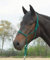 Busse Knotenhalfter Standard, Tanne, Pony/Vollblut
