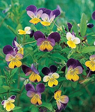 Aamish Semillas de flores de pensamiento mini 30pcs