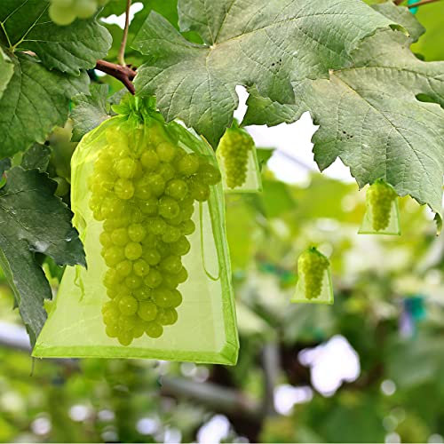 50 Stück Trauben-Schutzbeutel 23X15cm | Organzabeutel mit Zugband: Sind Einfach Anzubringen | Zum Schutz vor Wespenfrass, Vögel, Kirschessigfliege und andere Insekten | Grün