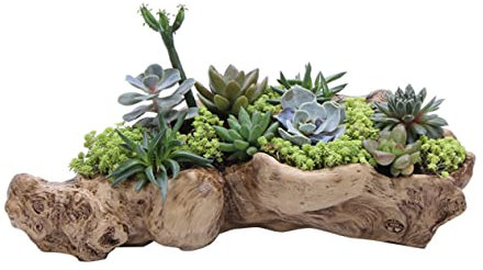 Cabilock Sukkulenten Blumentopf Baumwurzel aus Kunstharz für Garten Balkon und Büro – 34 X 12 X 9cm für Kleine Pflanzen und Dekoration