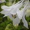 Aquilegia vulgaris 'Alba' - Akelei, im 0,5 Liter Topf, weiß blühend