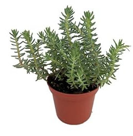 Sedum forsterianum elegans Silver Stone pianta grassa giardino roccioso