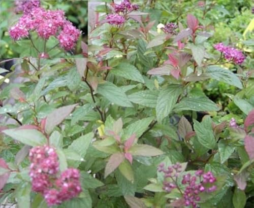 Rote Zwergspiere Darts Red - Spiraea bumalda Darts Red 20-30