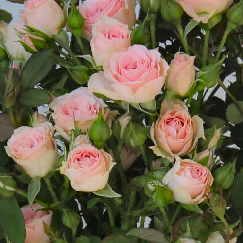 Miniature Rose Plant - Baby Pink