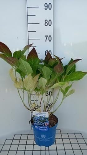 Hydrangea macr. 'Endless Summer The Original'®blue - Hortensien 25-30 cm Container