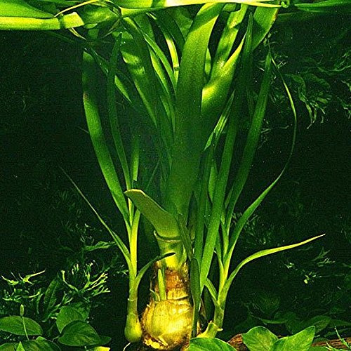 AquaPlants Thailändische Hakenlilie - Wasserlilie/Crinum thaianum
