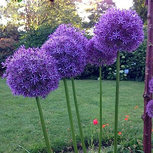 5 pz bulbi di piante di allium giganteum, bulbi da fiore a precoce cipolle ornamentali - cipolle giganti - di bulbi da fiore per gli amanti del