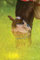 Mio Easy Fit Fly Mask Horse Bronze Navy