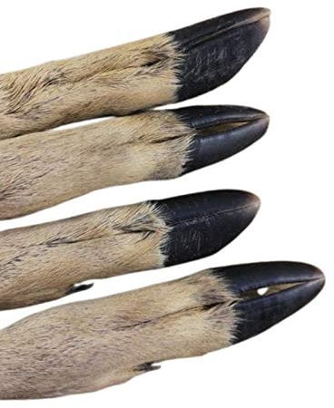 Lucky Dog Deli Roe / Deer legs for dogs x4 - A long lasting treat complete with fur great for dental hygiene.